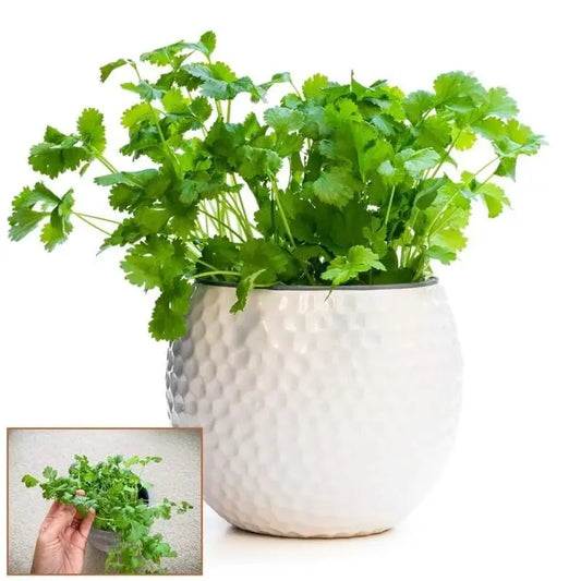 Organic Coriander seeds for Gardening (Pack of 20) es7me6-ax