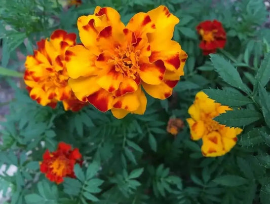 French Marigold Seeds es7me6-ax