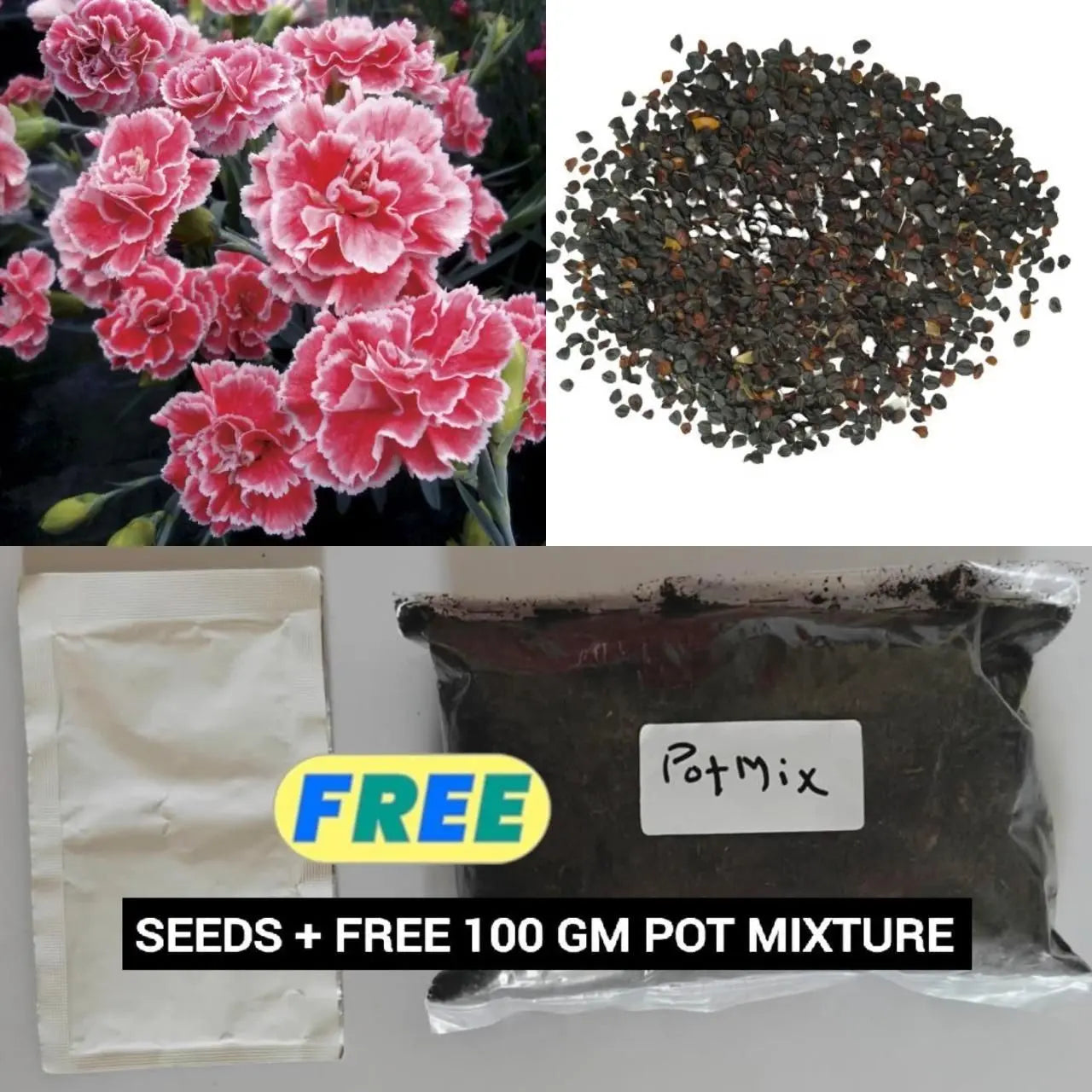 Carnation Seeds (Free Pot Mixture 100 gm) es7me6-ax