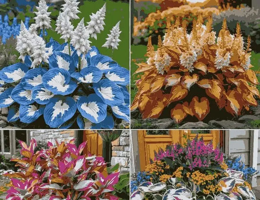 Shade-Tolerant and Cold-Hardy Hosta Flowers es7me6-ax