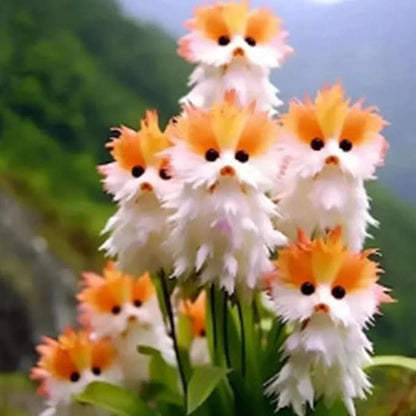 Cat Eye Dazzle Seeds and Free Organic Pot Mix 100 Grams es7me6-ax